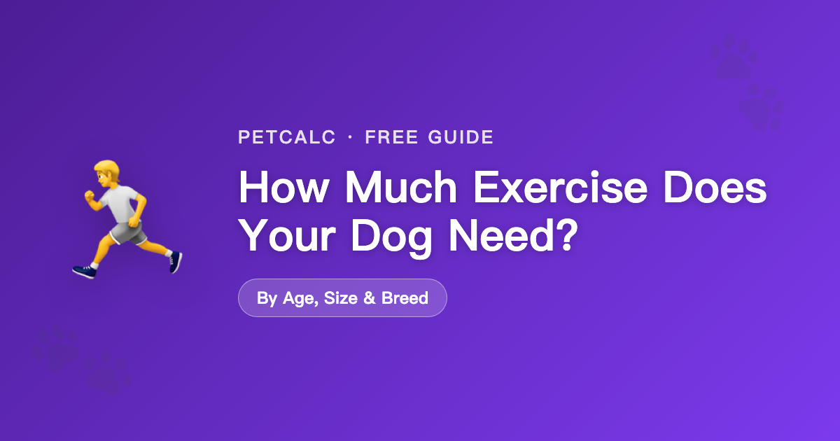 How Much Exercise Does Your Dog Need? cover