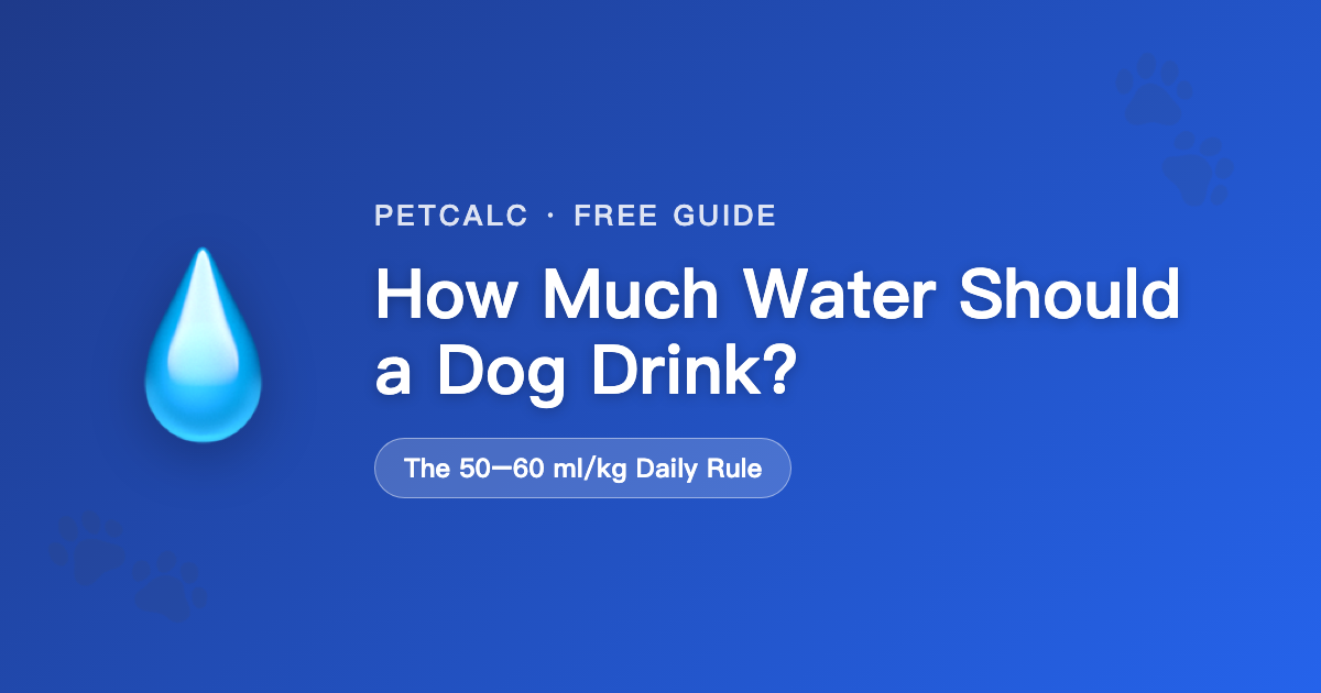 How Much Water Should a Dog Drink Daily? cover